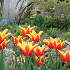 Synaeda King Tulip (Tulipa Synaeda King) Img 3
